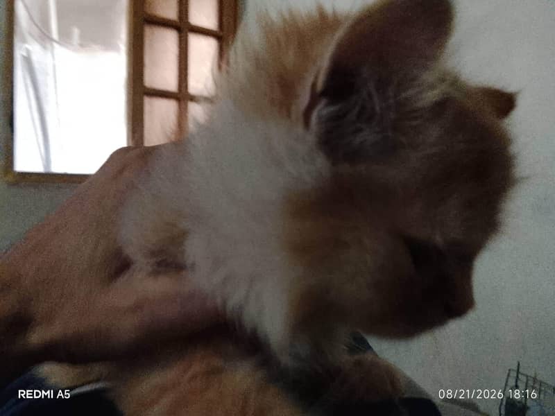 kittens 1