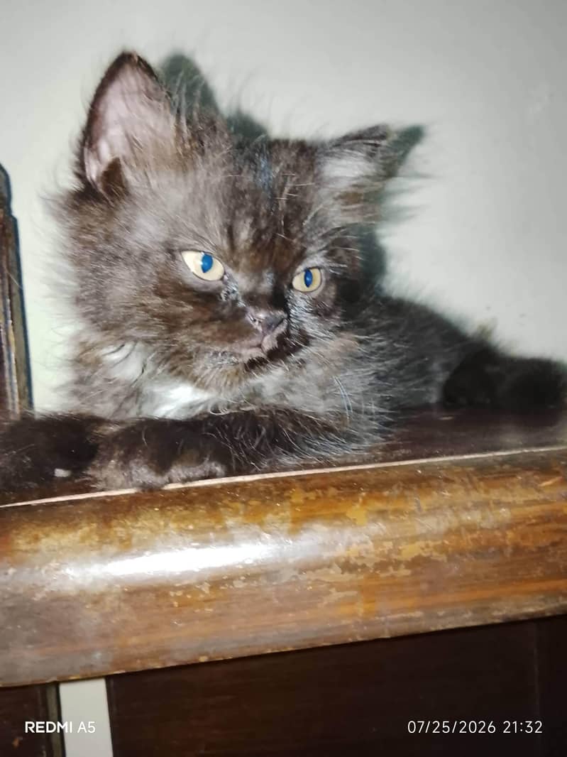 kittens 2