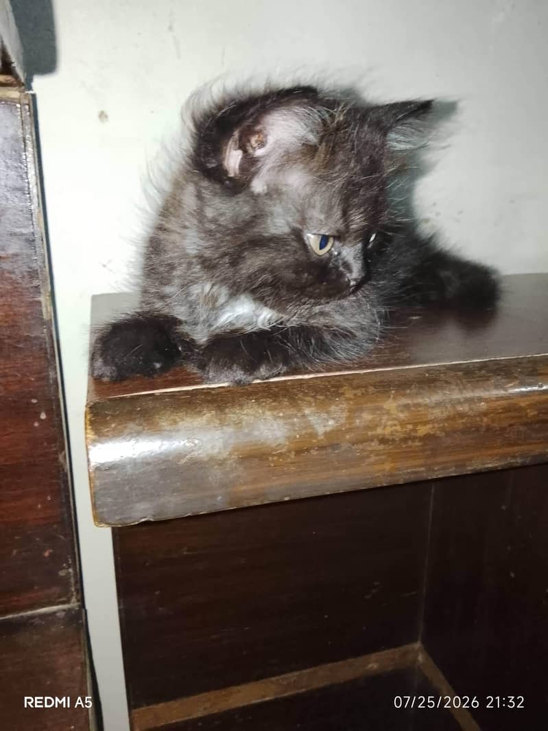kittens 3
