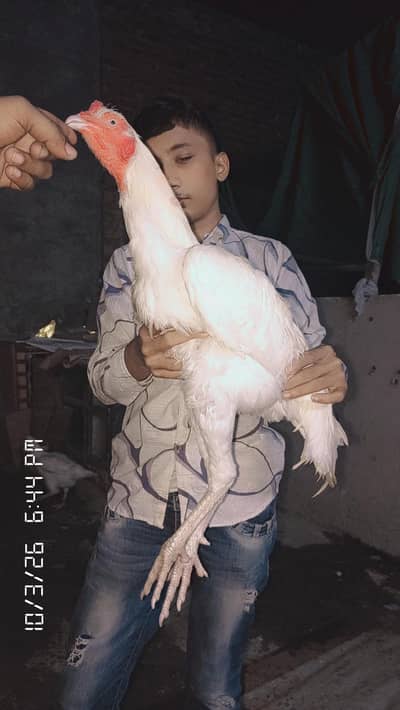 white aseel Heera