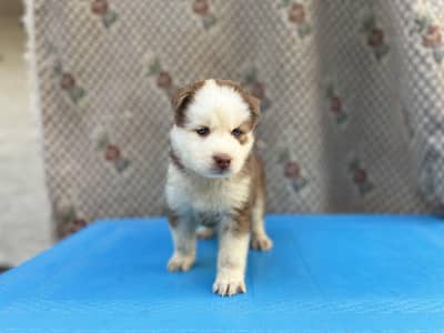 Wolly coat pedigree parents puppies available
