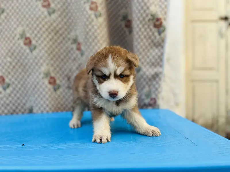 Siberian Husky Wolly coat pedigree parents puppies available — photo 2