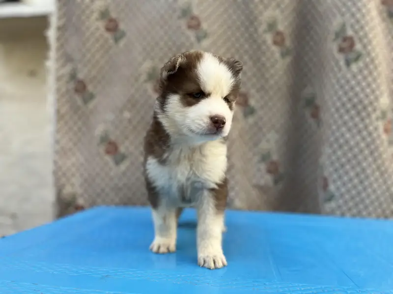 Siberian Husky Wolly coat pedigree parents puppies available — photo 3