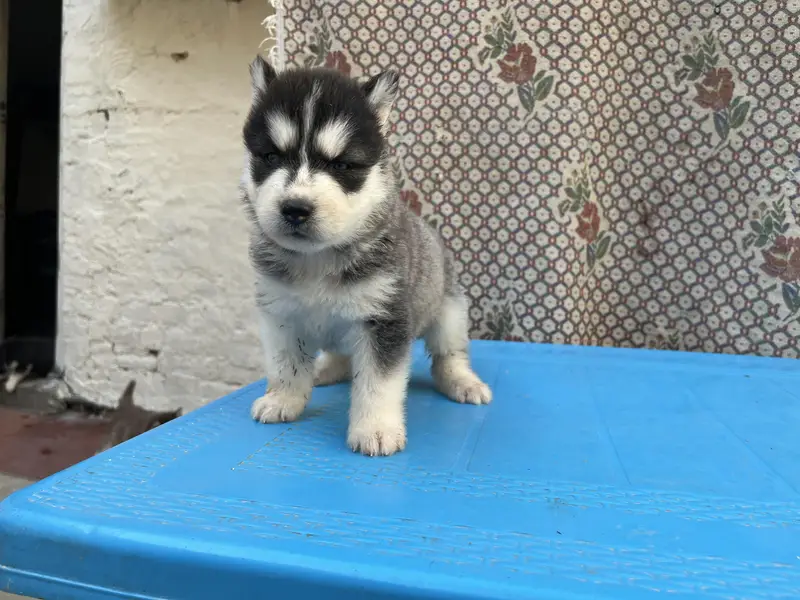 Siberian Husky Wolly coat pedigree parents puppies available — photo 4