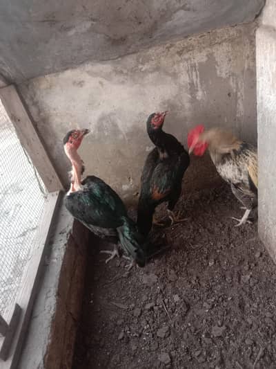 4 Aseel 1 Desi