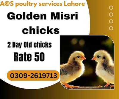 Golden Misri chicks Available