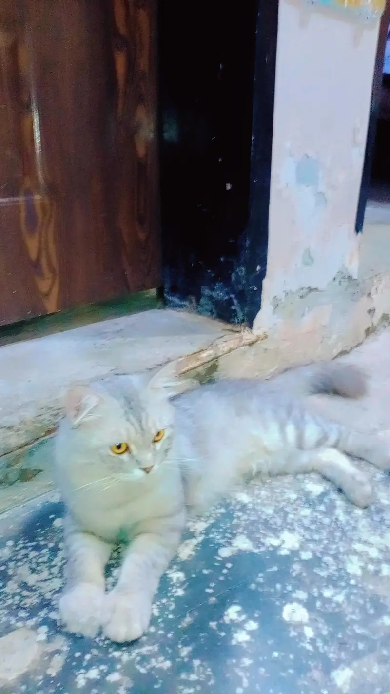 yah prasian  full size and big cat male for sale 0307/65/14/544 — photo 4