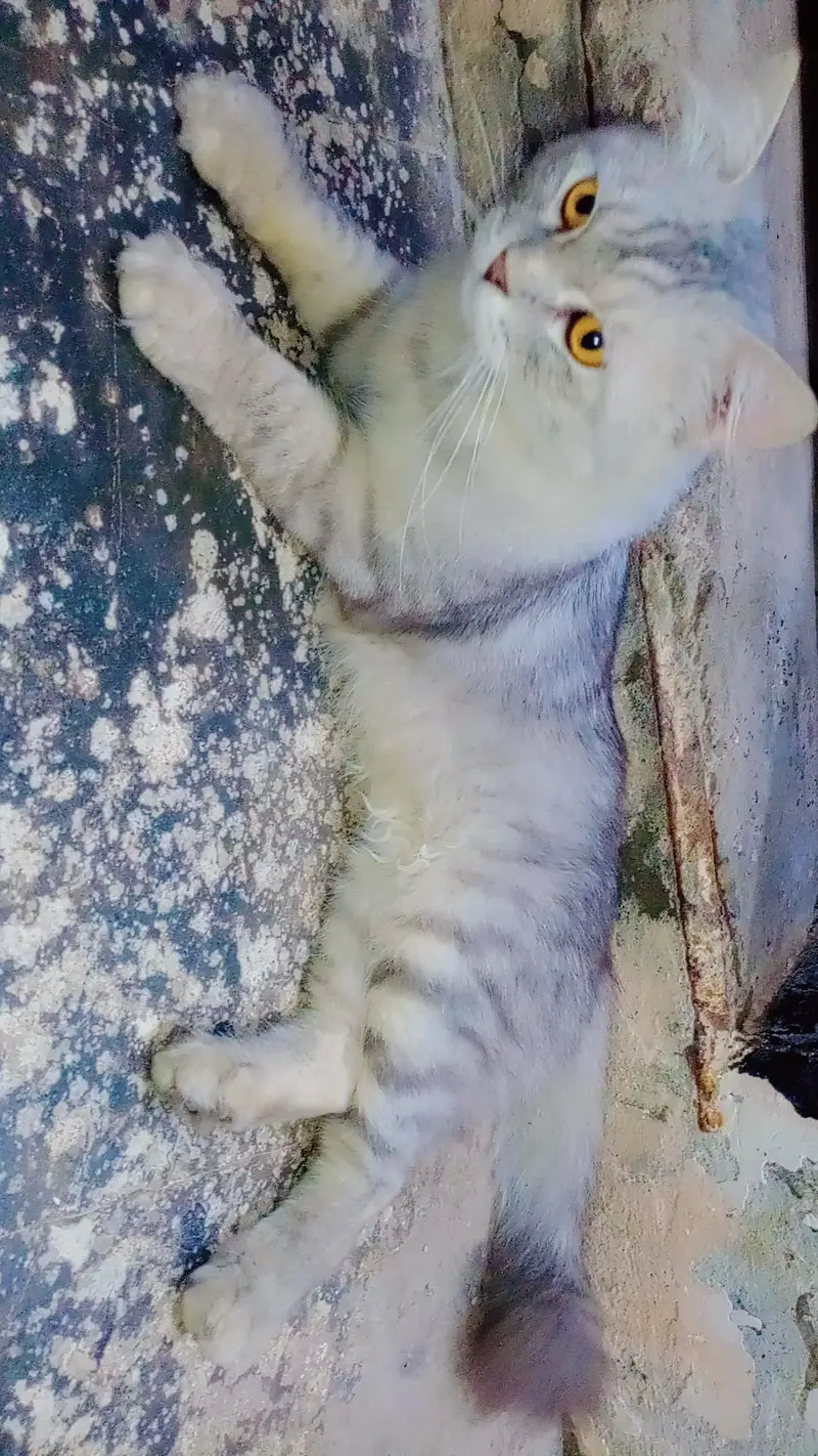 yah prasian  full size and big cat male for sale 0307/65/14/544 — photo 5