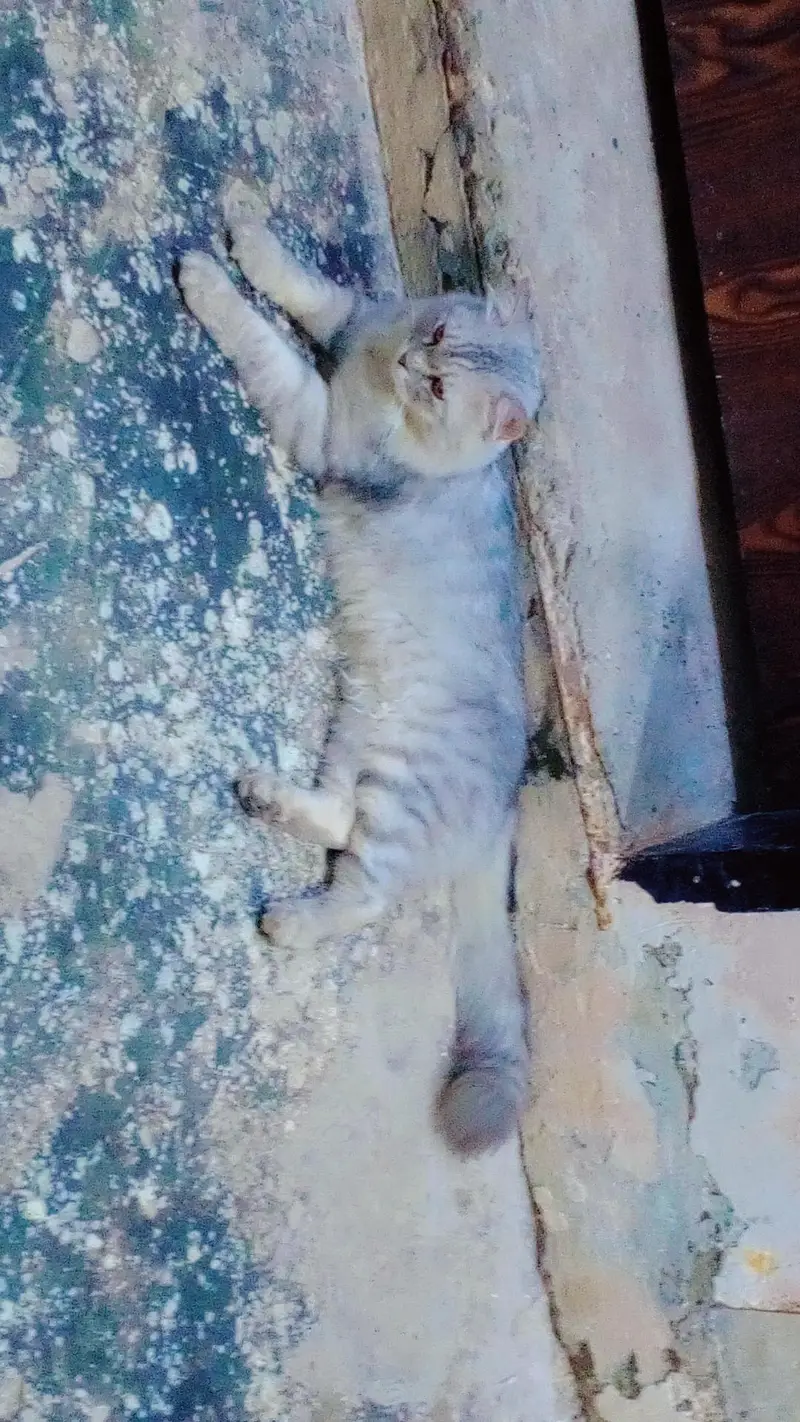 yah prasian  full size and big cat male for sale 0307/65/14/544 — photo 6