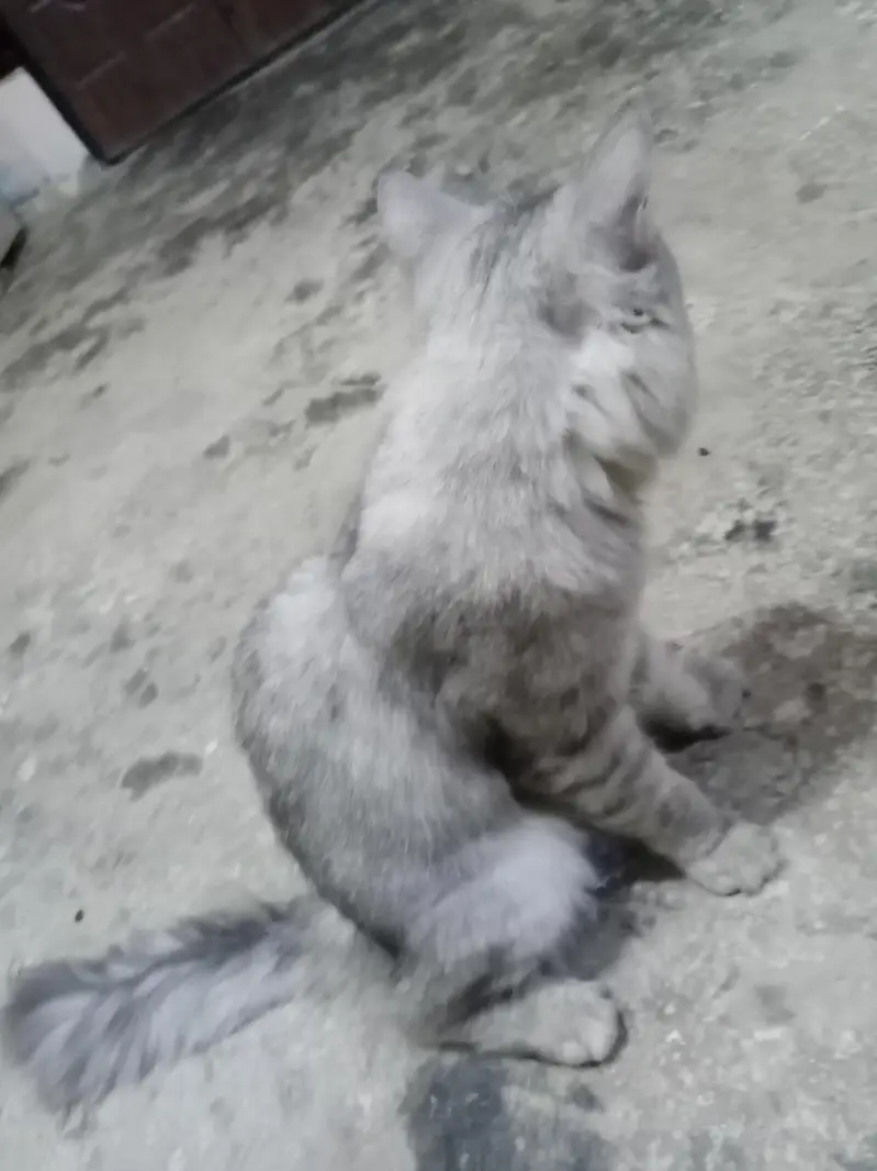 yah prasian  full size and big cat male for sale 0307/65/14/544 — photo 9
