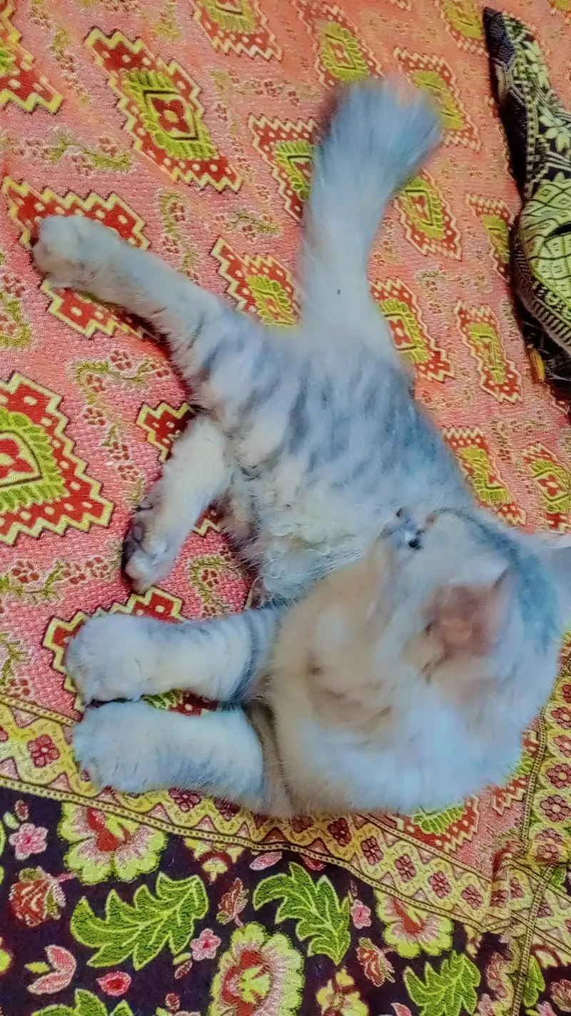 yah prasian  full size and big cat male for sale 0307/65/14/544 — photo 12