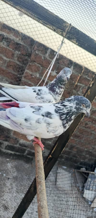 high flayer pigeon