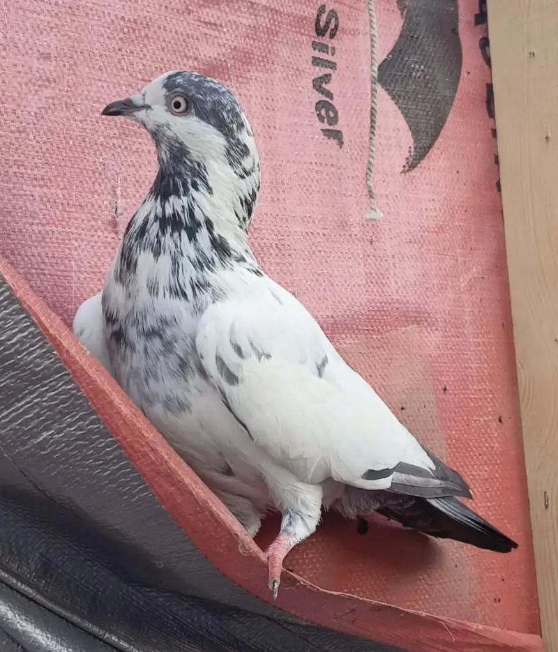 high flayer pigeon — photo 3