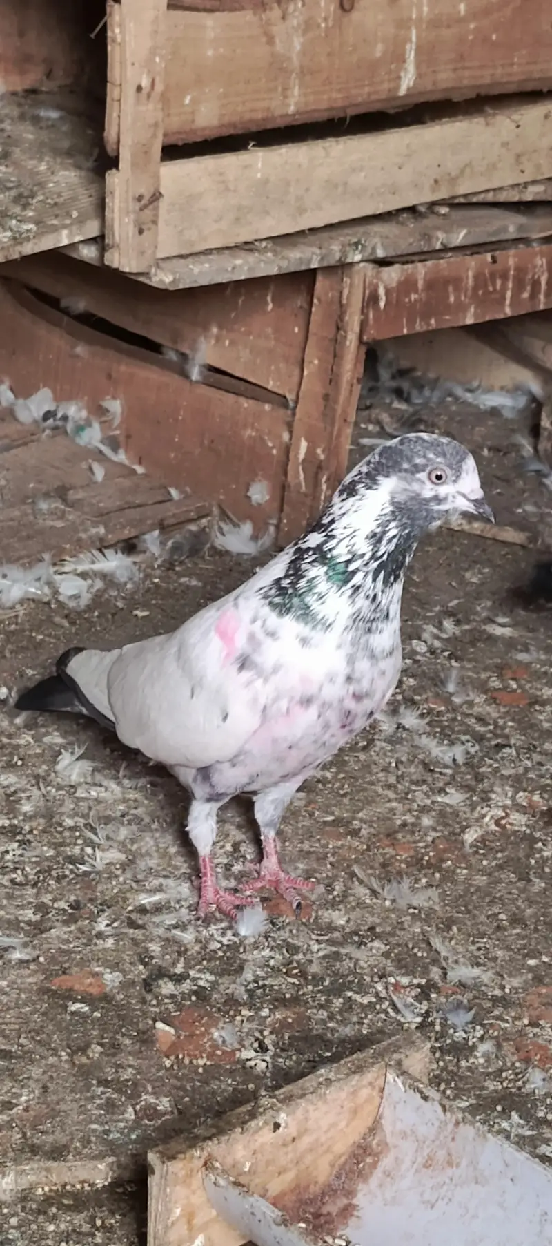 high flayer pigeon — photo 5