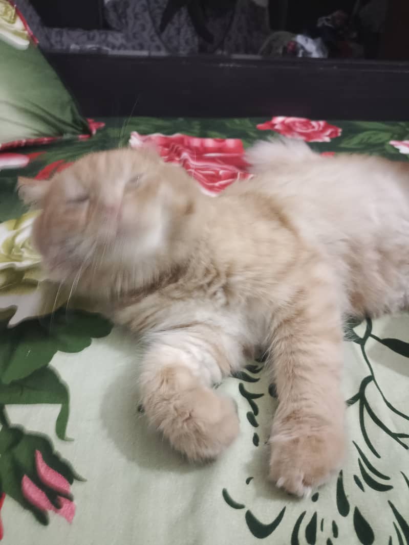 Persion cat for slae 1