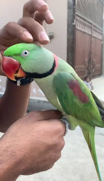 Kashmiri raw parrot for sale single and pair available