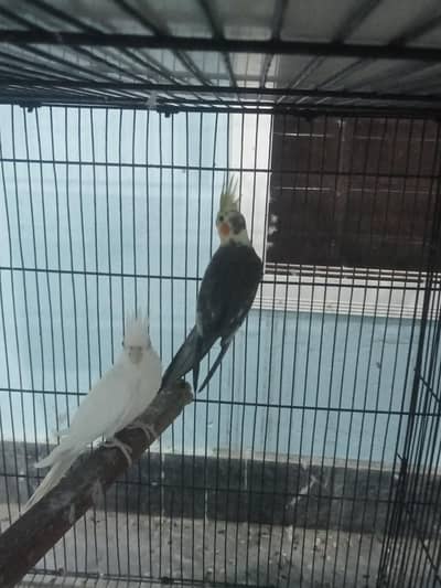 Cocktail Breeder Pair With history