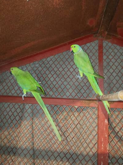 kataa pair confirm pair urgent sale