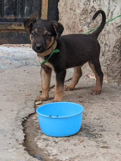 German shephed 03402380300