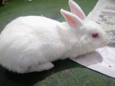 American black rabbit