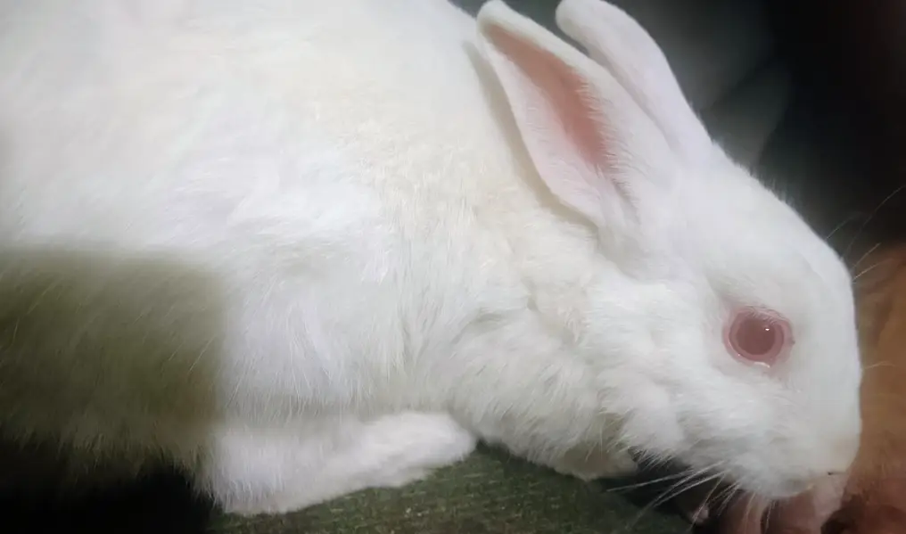 American black rabbit — photo 2