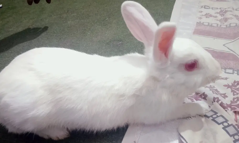 American black rabbit — photo 3