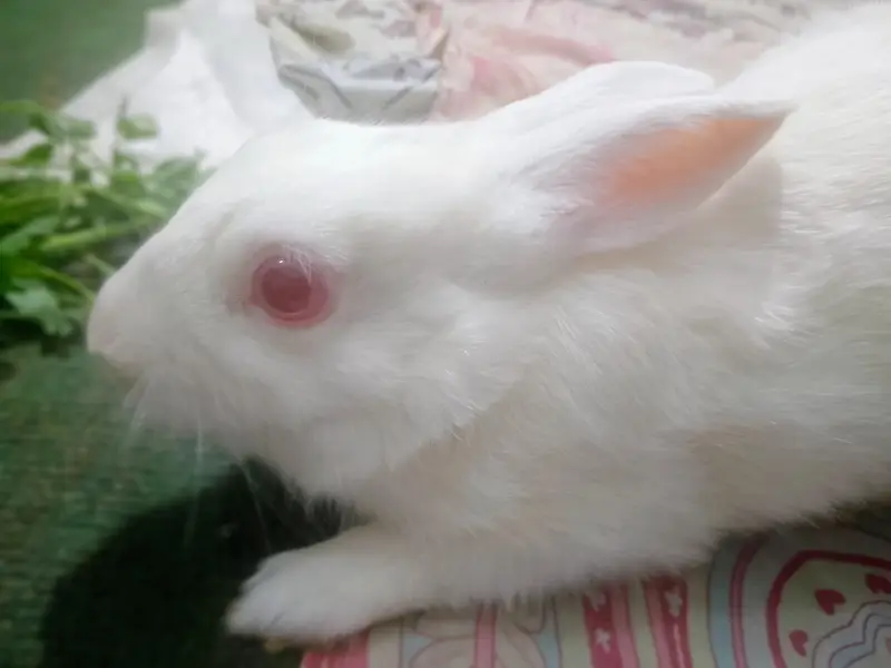 American black rabbit — photo 4