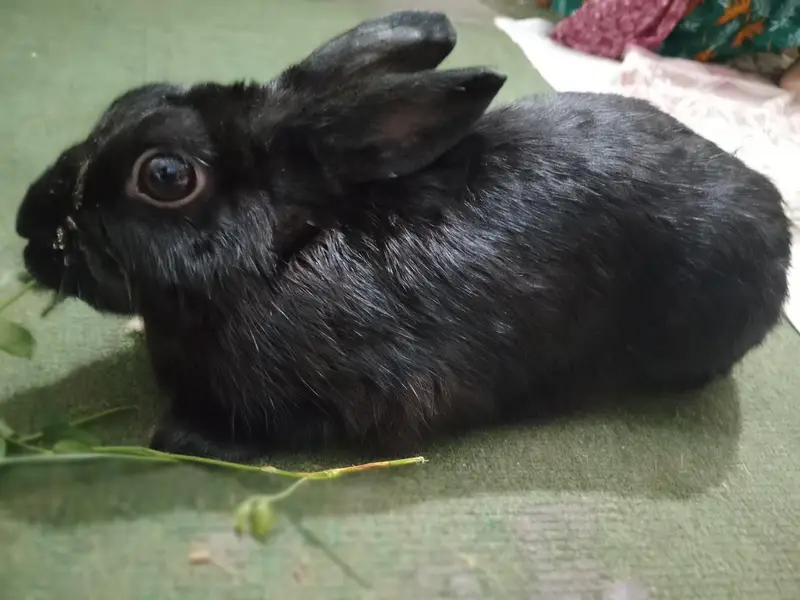 American black rabbit — photo 5