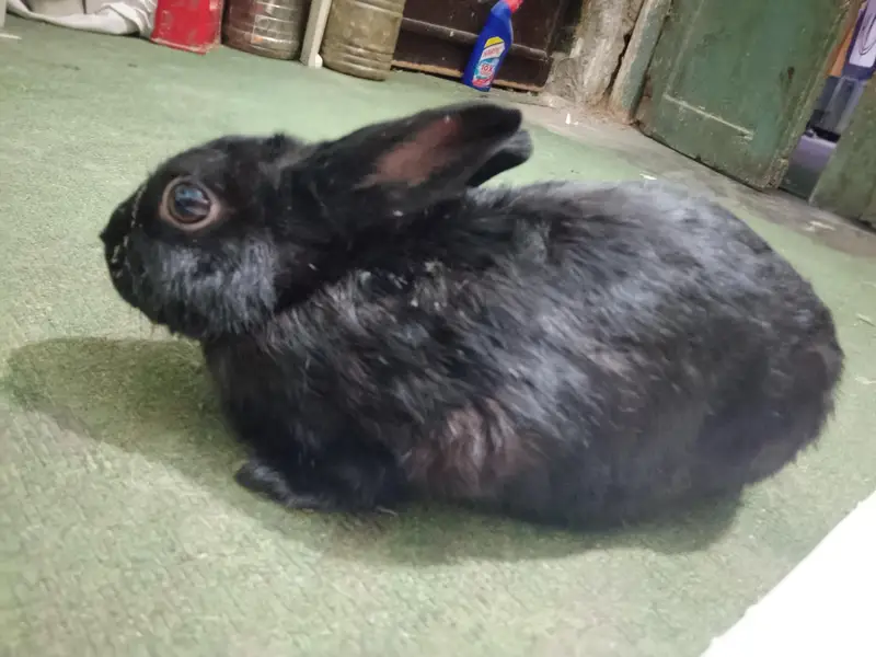 American black rabbit — photo 6