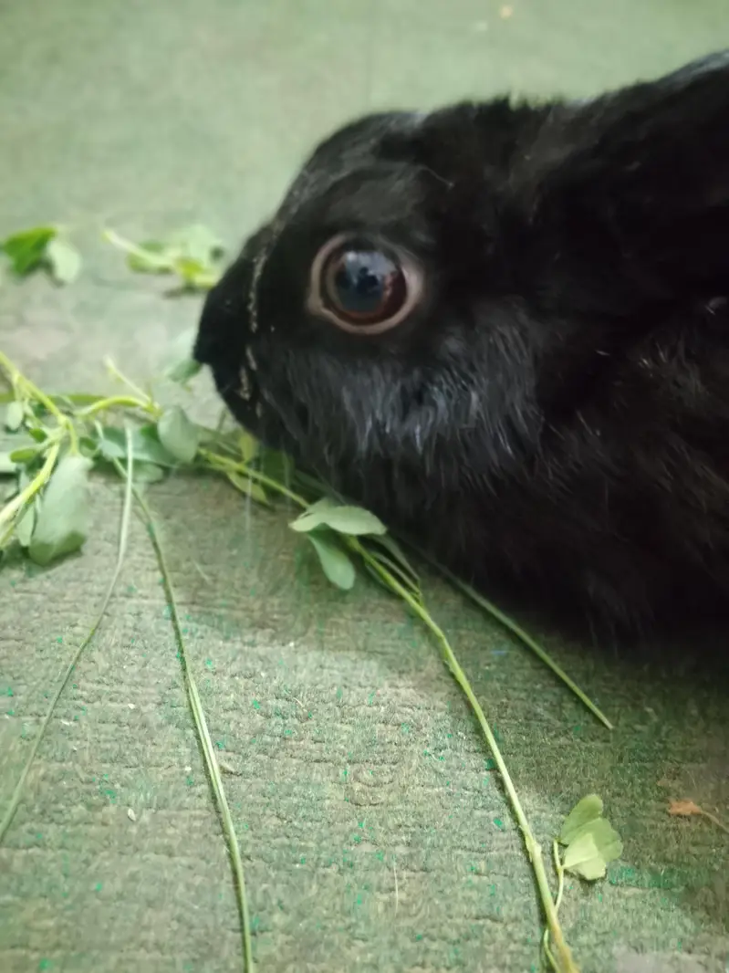 American black rabbit — photo 7