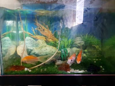 FISH AQUARIUM COMPLETE SETUP + KING GOLDFISH