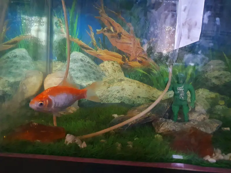 FISH AQUARIUM COMPLETE SETUP + KING GOLDFISH — photo 2