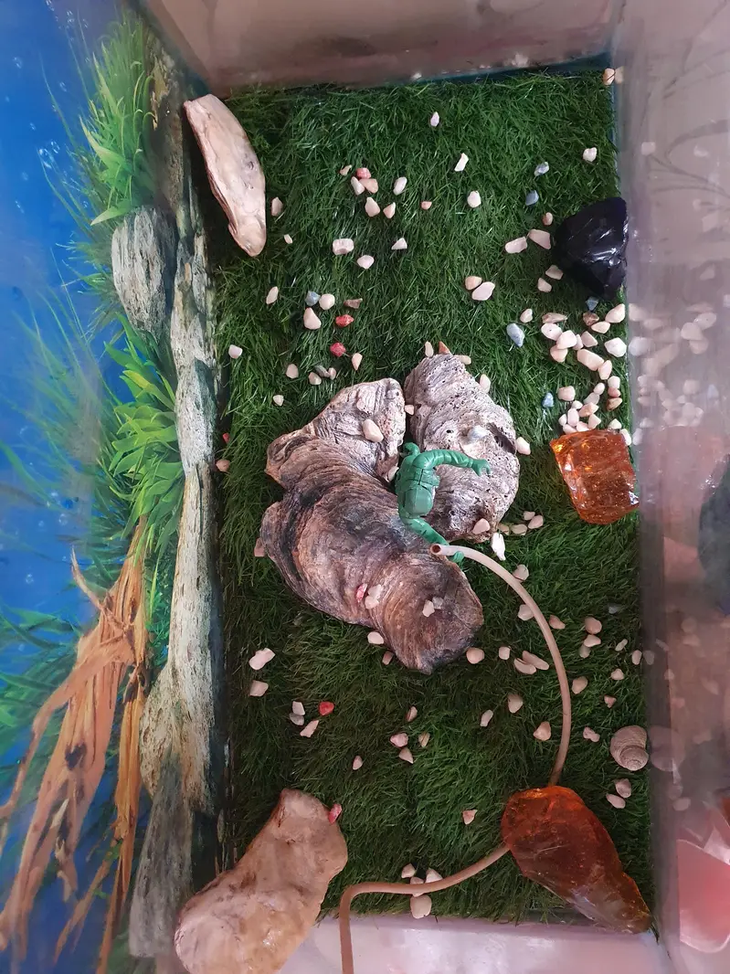 FISH AQUARIUM COMPLETE SETUP + KING GOLDFISH — photo 3