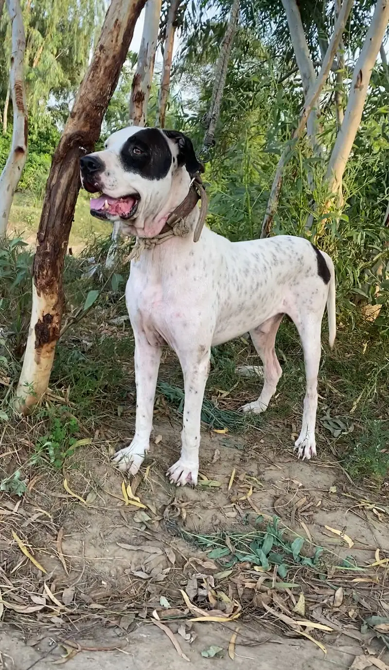 Bully Dog 32 inch — photo 2