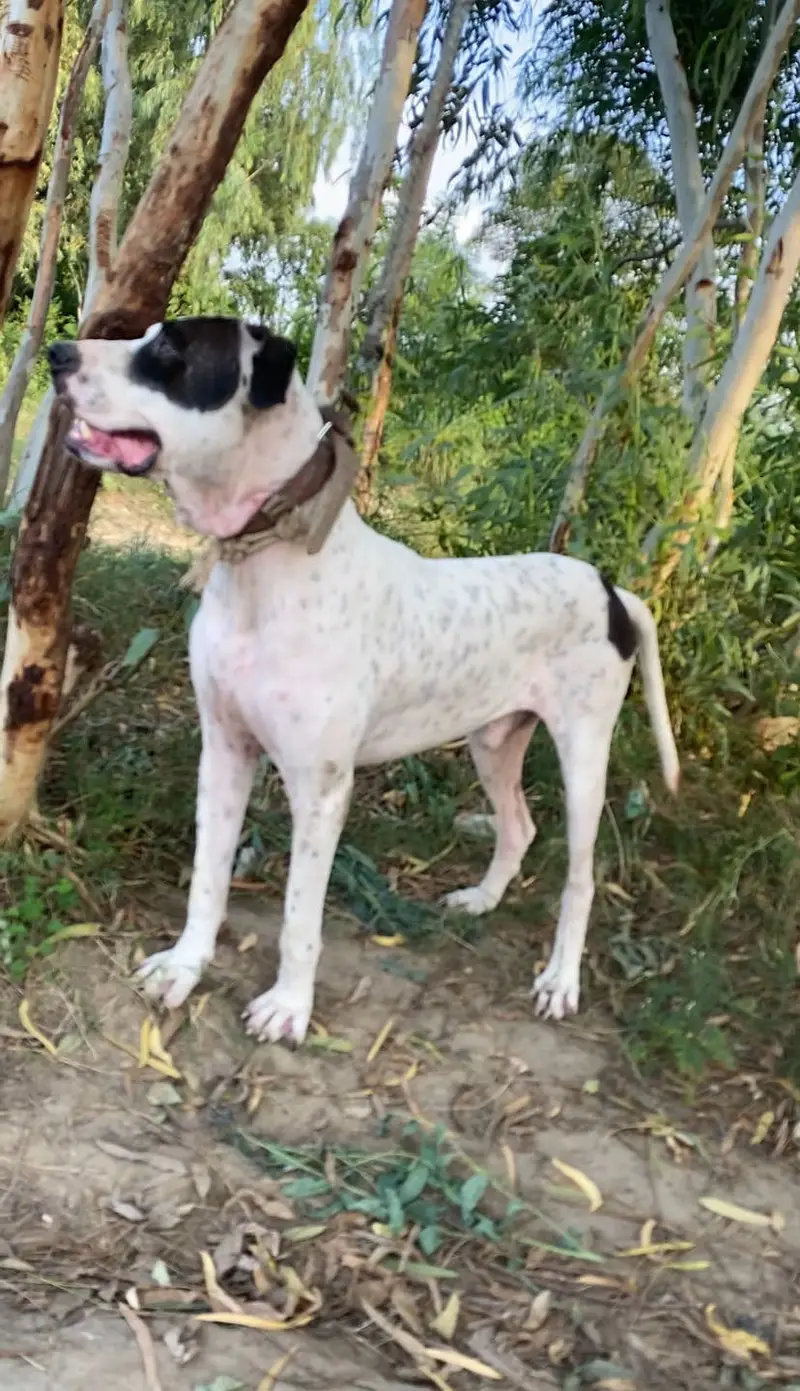 Bully Dog 32 inch — photo 3