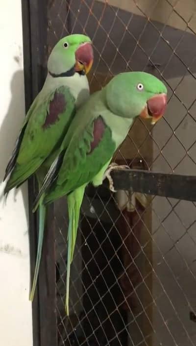 Kashmiri raw parrot for sale single and pair available