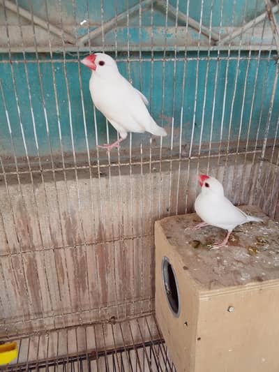 white Java pair or badgie breeder pair available