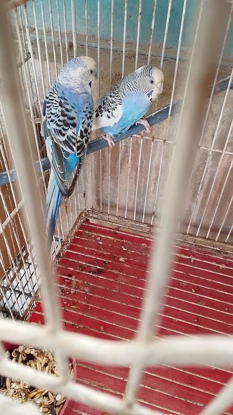 white Java pair or badgie breeder pair available 1
