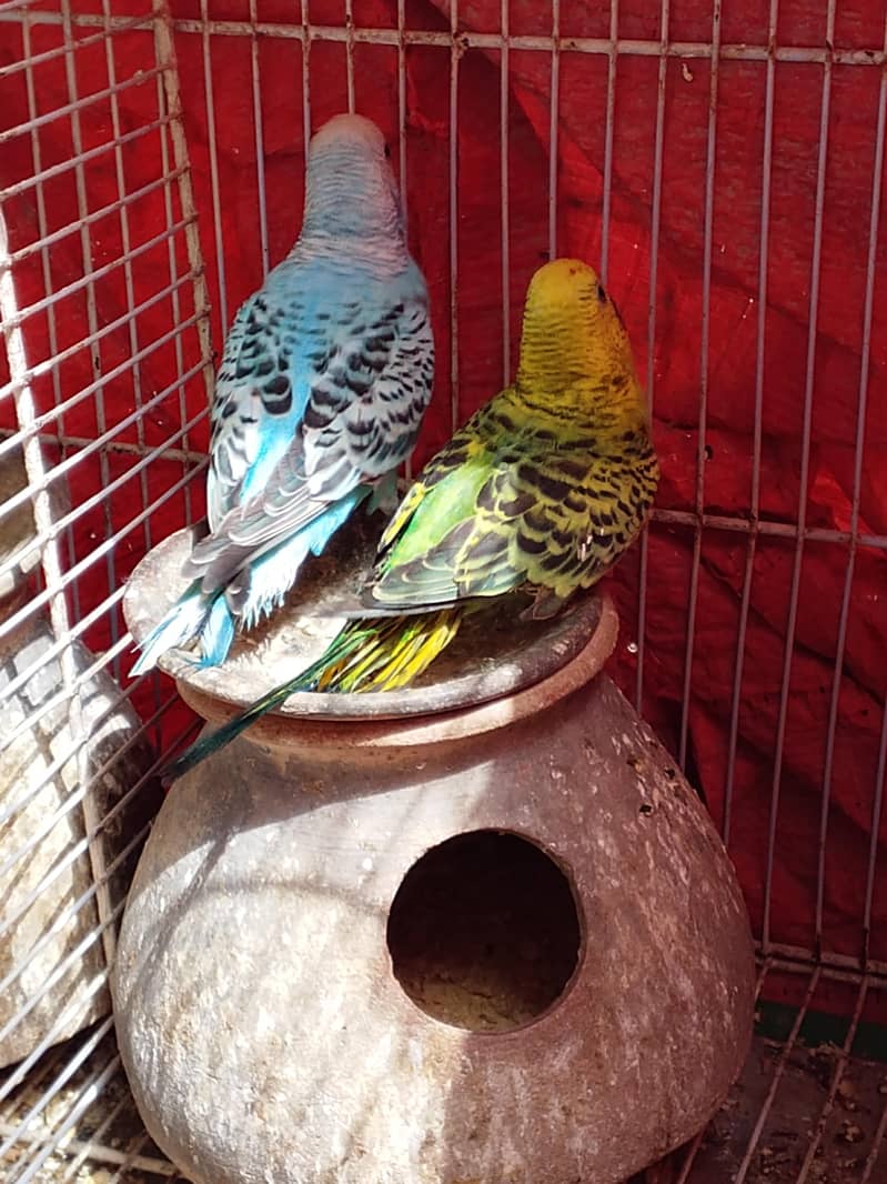 white Java pair or badgie breeder pair available 2