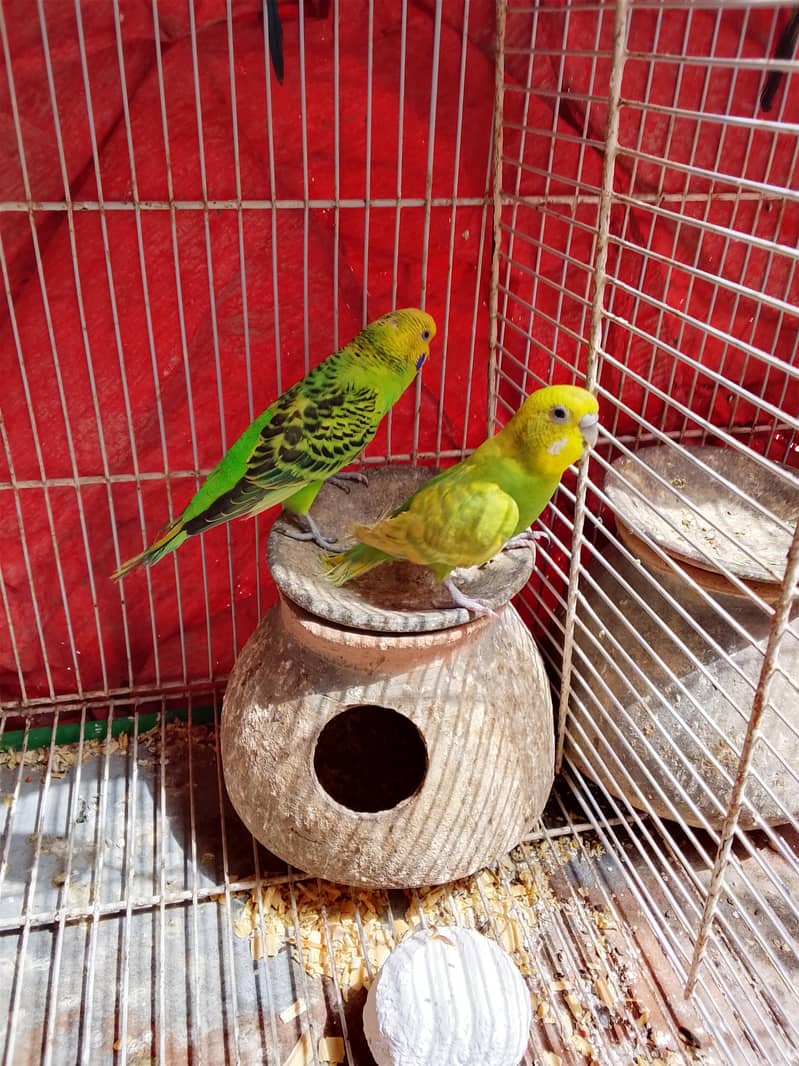 white Java pair or badgie breeder pair available 3