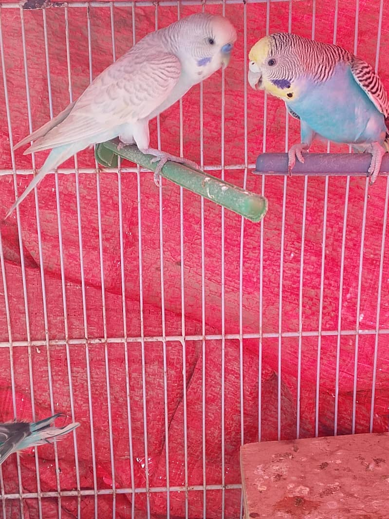 white Java pair or badgie breeder pair available 4