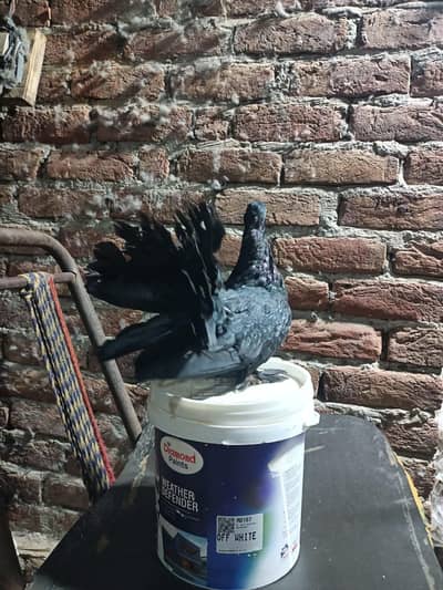 Black fantail  male for sale top quality