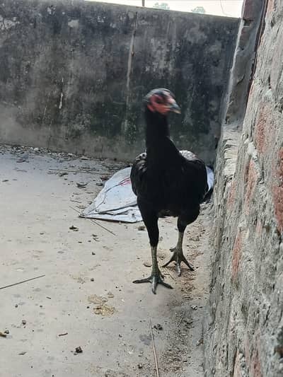 thai aseel female