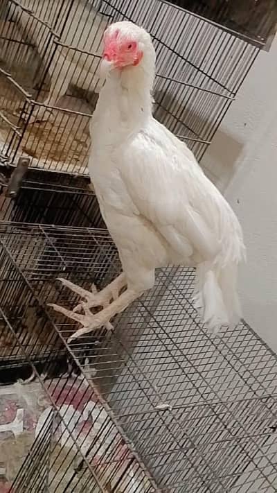 cockhen