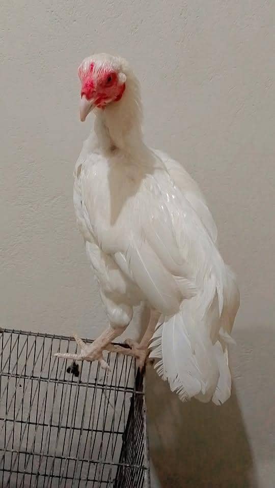 cockhen 1