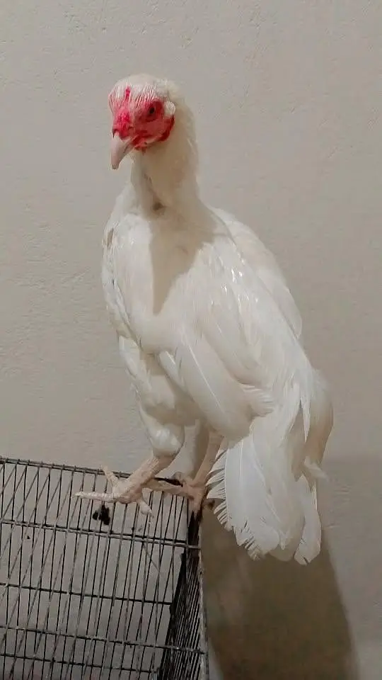 cockhen — photo 2