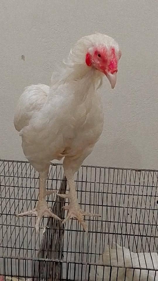 cockhen 2