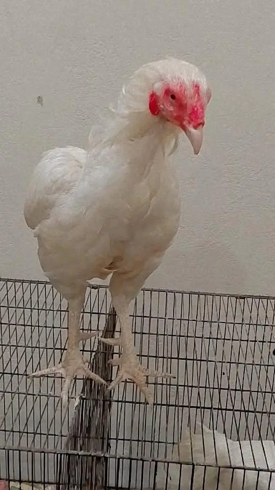 cockhen — photo 3