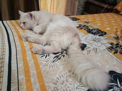 Persian Cat
