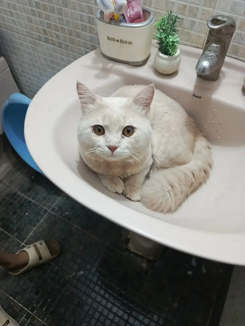 Persian Cat — photo 4